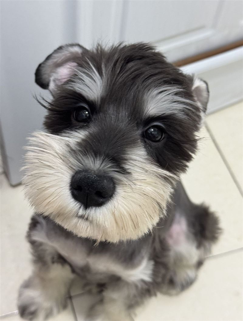 雪納瑞公的4個(gè)月